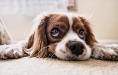 [좋은글] 녹내장 원인, 예방, 치료방법