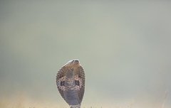 [좋은글] 학택지사涸澤之蛇 - 물 말라버린 못의 뱀, 남의 위력을 빌려 과시함