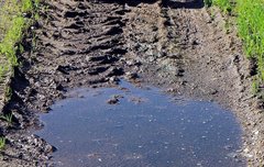 [좋은글] 학철부어涸轍鮒魚 - 수레바퀴 자국에 괸 물에 있는 붕어.