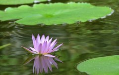 [좋은글] 인생의 세가지 여유로움