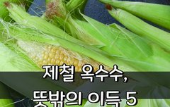 [좋은글] 제철 옥수수, 뜻밖의 이득 5