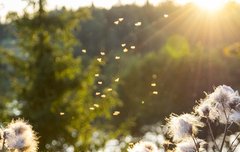 [좋은글] 승영시식蠅營豕息 - 파리가 앵앵거리고 돼지가 씩씩대다, 이익만 보면 체면 없이 달라붙다.