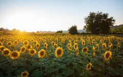 [좋은글] 돈으로 살 수 없는 4가지 암치료제