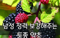 [좋은글] ◇ 남성 정력 보강해주는 토종 약초