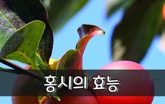[좋은글] ◇ 홍시의 효능