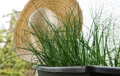 [좋은글] 부추의 효능