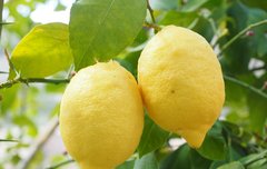 [좋은글] 과일에 관한 상식