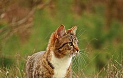 [좋은글] 양질호피羊質虎皮 - 속은 양이고 거죽만 호랑이, 실속은 없이 겉만 화려하다.