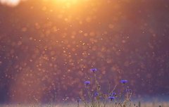 [좋은글] 견문발검見蚊拔劍 - 모기 보고 칼을 빼다.