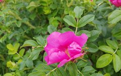 [좋은글] 당뇨에 도움 되는 해당화차