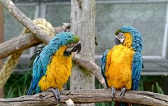 [좋은글] 말의 기적