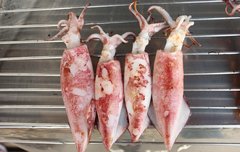 [좋은글] 오징어의 효능