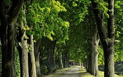 [좋은글] 악목불음惡木不蔭 - 나쁜 나무는 그늘도 지지 않는다, 덕이 있어야 사람이 모인다.