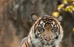 [좋은글] 호랑지국 虎狼之國 - 범과 이리 같은 포학한 나라