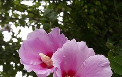 [좋은글] 안여순화顔如舜華 - 얼굴이 무궁화와 같다, 매우 아름다운 여인