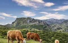 [좋은글] 판축반우版築飯牛 - 성을 쌓고 소를 먹이다, 하찮은 일