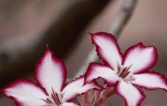 [좋은글] 명모호치明眸皓齒 - 맑은 눈동자와 하얀 치아, 미인의 별칭