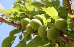 [좋은글] 매실차의 효능