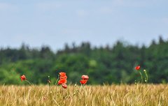 [좋은글] 불합시의不合時宜 - 때와 장소에 맞지 않다.