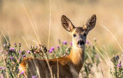 [좋은글] 녹사수수鹿死誰手 - 사슴은 누구의 손에 죽는가, 세력이 비슷하여 승부를 가리지 못함