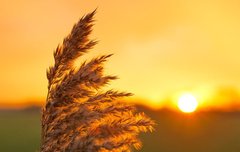 [좋은글] 질풍경초疾風勁草 - 모진 바람에도 꺾이지 않는 강한 풀, 꿋꿋한 절개를 가진 사람