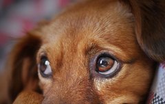 [좋은글] 활구자 승어사정승活狗子 勝於死政丞 - 살아있는 개가 죽은 정승보다 낫다.