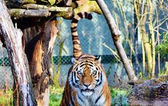 [좋은글] 피장봉호避獐逢虎 - 노루를 피하다 범을 만나다, 작은 화를 벗어나려다 큰 화를 당하다.