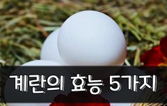 [좋은글] 계란의 효능 5가지
