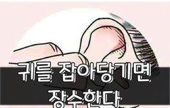 [좋은글] 귀를 잡아당기면 장수한다