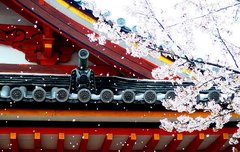 [좋은글] 화신풍.花信風 - 꽃이 피는 것을 알리는 바람