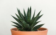 [좋은글] 실내 독소 제거에 탁월한 화초