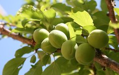 [좋은글] 천연소화제