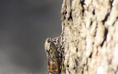 [좋은글] 선부지설蟬不知雪 - 매미는 겨울의 눈을 모른다, 견문이 매우 좁다.