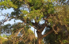 [좋은글] 발본색원拔本塞源 - 뿌리를 뽑고 근원을 막다. 