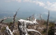 [좋은글] 목지절야필통두木之折也必通蠹 - 나무가 부러지는 것은 좀 벌레가 갉아먹었기 때문이다.