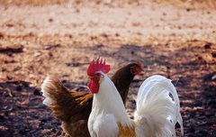 [좋은글] 웅계단미雄鷄斷尾 - 수탉이 제 꼬리를 끊다, 재주를 숨기고 화를 피하여 숨다.