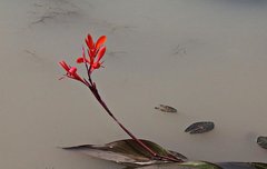 [좋은글] 군자지교 담여수君子之交 淡如水 - 군자의 사귐은 담담하기가 물과 같다.