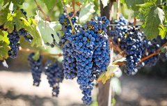 [좋은글] 포도의 효능