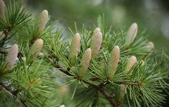 [좋은글] 어느 소나무의 가르침