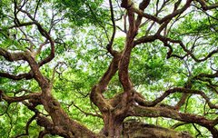 [좋은글] 반근착절盤根錯節 – 구부러진 나무뿌리와 얼크러진 마디, 처리하기 어려운 사건