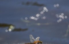 [좋은글] 점수청정點水蜻蜓 - 잠자리가 꼬리로 수면에 대다, 일을 오래 지속하지 못하다.
