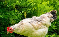 [좋은글] 살계경후殺鷄儆猴 - 닭을 죽여 원숭이에 경고하다.