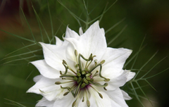 [좋은글] ◇옌틀로운 법칙