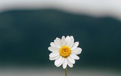 [좋은글] ◇ 15년 어려지는 회춘 비법 12가지