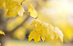 [좋은글] 천금매골千金買骨 - 천금을 들여 천리마의 뼈를 사다.