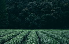 [좋은글] 마중지봉麻中之蓬 - 삼밭 가운데서 자라는 쑥, 주위환경에 따라 영향을 받음