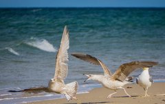 [좋은글] 일결자웅一決雌雄 - 한 번에 우열이나 승부를 결정하다.