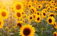 [좋은글] ◇ 얼굴에 나타나는 건강 적신호