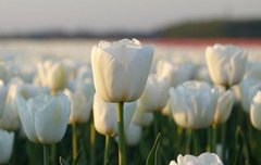 [좋은글] 행복해지는 법