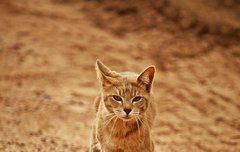 [좋은글] 세성기호勢成騎虎 - 호랑이를 타고 다니는 기세, 어쩔 수 없는 위험에 빠짐